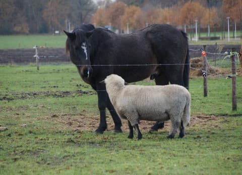 Boerderijcamping De Meet foto 8