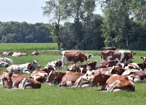 Mini Camping Middenin foto 1