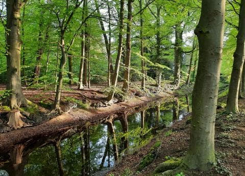 Camping de Moat foto 6