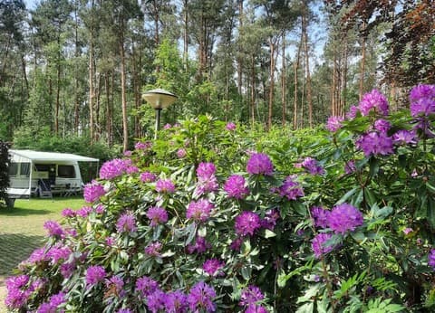 Camping de Moat foto 2