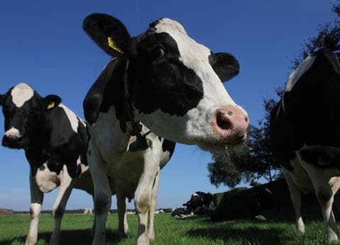 Vakantieappartement NamaStee foto 6