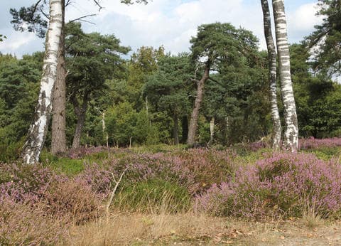 Vakantieappartement NamaStee foto 9