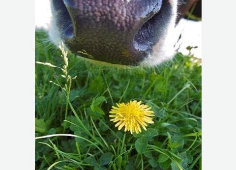 Natuurlijk Genoegen foto 8