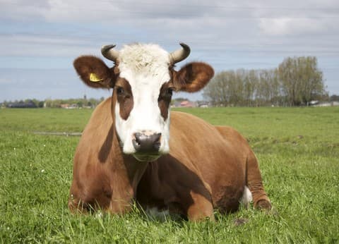 Natuurlijk Genoegen foto 5