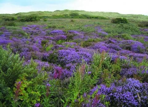 Hoeve Nieuw Breda foto 6