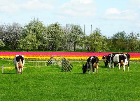 Op vakantie bij de boer foto 4
