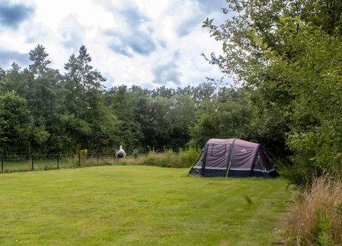 De Paardebloem foto 5