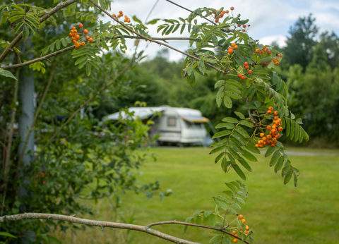 De Paardebloem foto 6