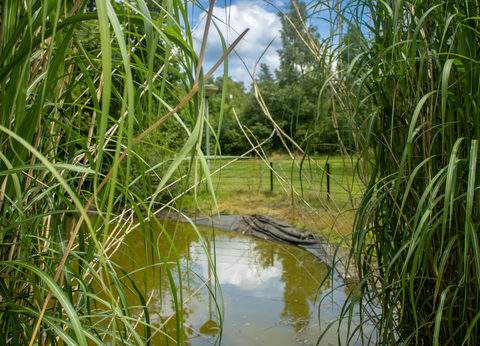 De Paardebloem foto 8