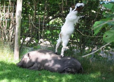 Pergama Landjuweel foto 7