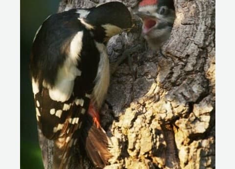 Parkcamping 't Ravenest foto 9