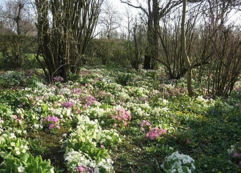 Roos en Doorn foto 4