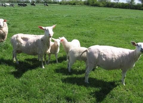 Roos en Doorn foto 5