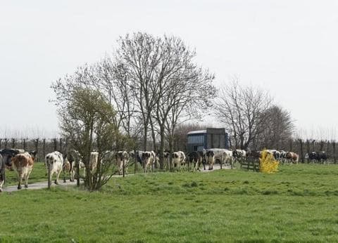 Recreatie Landschap Rosenboom foto 9