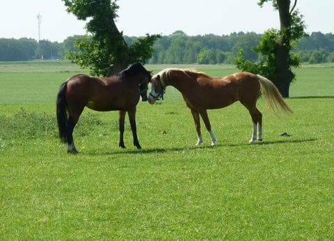 Het Scholtemeijer foto 5