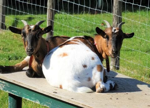 Sint Anthonijshoek foto 2