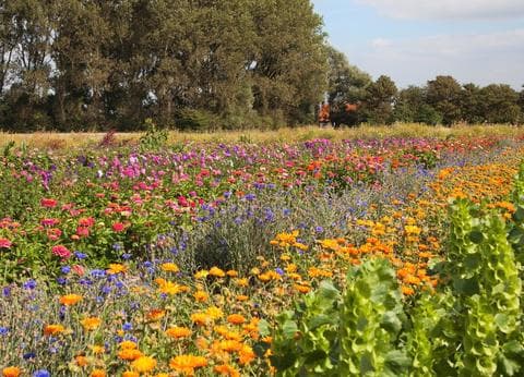 Sint Anthonijshoek foto 9