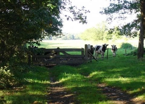 Minicamping De Stamhoeve foto 6