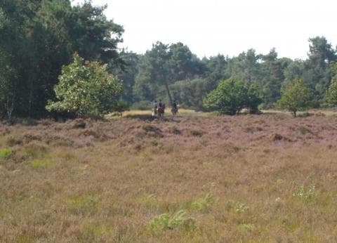 Minicamping De Stamhoeve foto 4