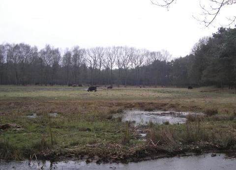 Camping De Stippelberg foto 8