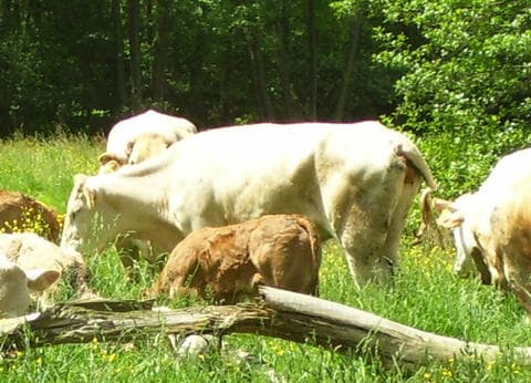 Recreatieboerderij Tergracht foto 2