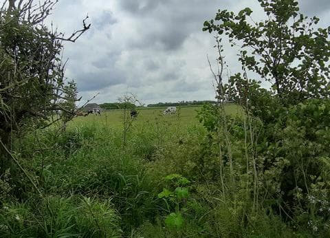 Boerderijcamping Texel De Wamberg foto 8