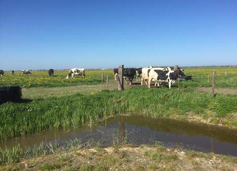 Boerderijcamping Texel De Wamberg foto 1