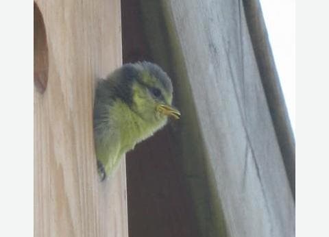 De Tuinfluiter foto 5