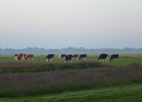 Camping Uit den Haak foto 6