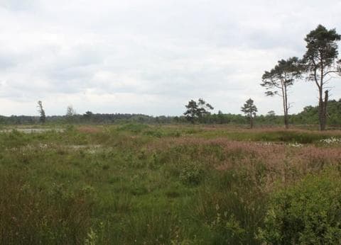 Veenemaat minicamping en B&B foto 7