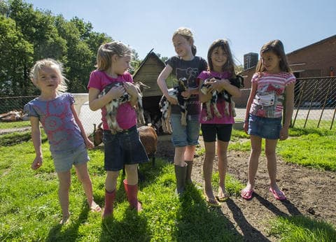 Minicamping 't Veld foto 3