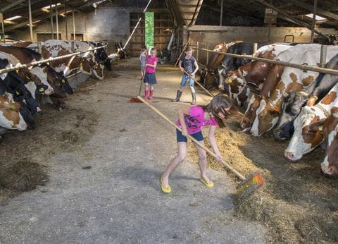 Minicamping 't Veld foto 5