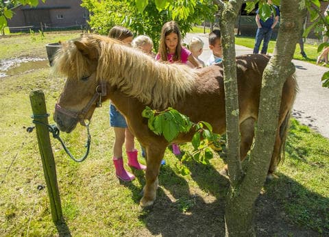 Minicamping 't Veld foto 7