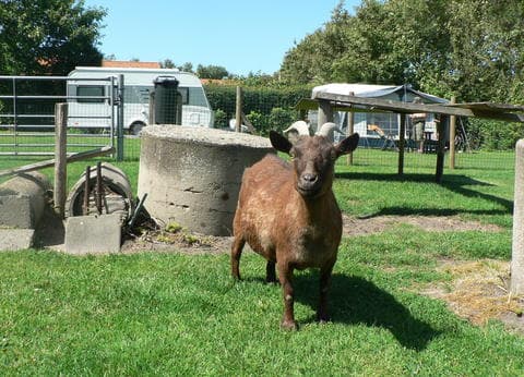 Minicamping en Vakantiewoningen 't Veldehof foto 4