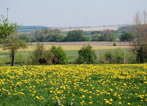 Camping De Vinkenhof foto 4