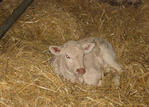 Camping De Vinkenhof foto 6