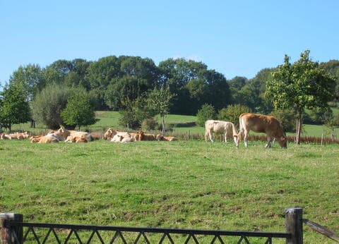 Camping De Vinkenhof foto 3