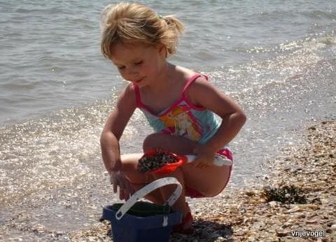 Vrije Vogel Texel foto 7