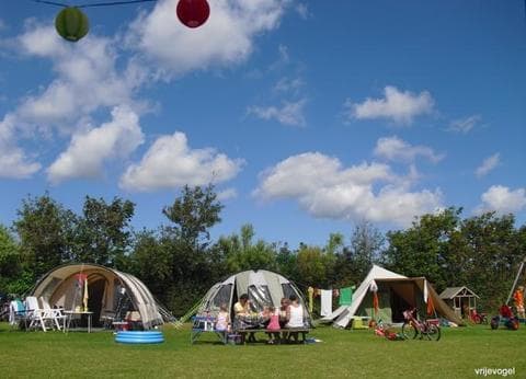 Vrije Vogel Texel foto 6