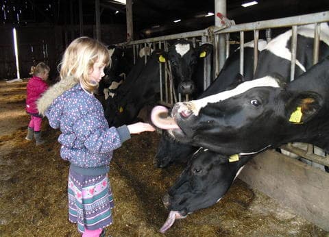 Vrije Vogel Texel foto 5