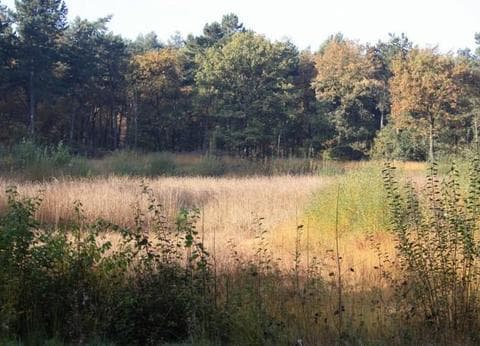 De Vrolijke Flierefluiter foto 9