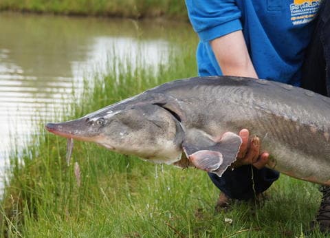 De Woldstek Visvijvers & Minicamping foto 4