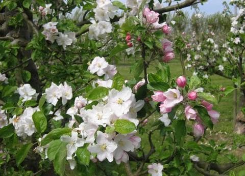 De Zeeuwse Vlag foto 8