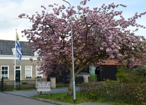 Camping Zonnemaire foto 7